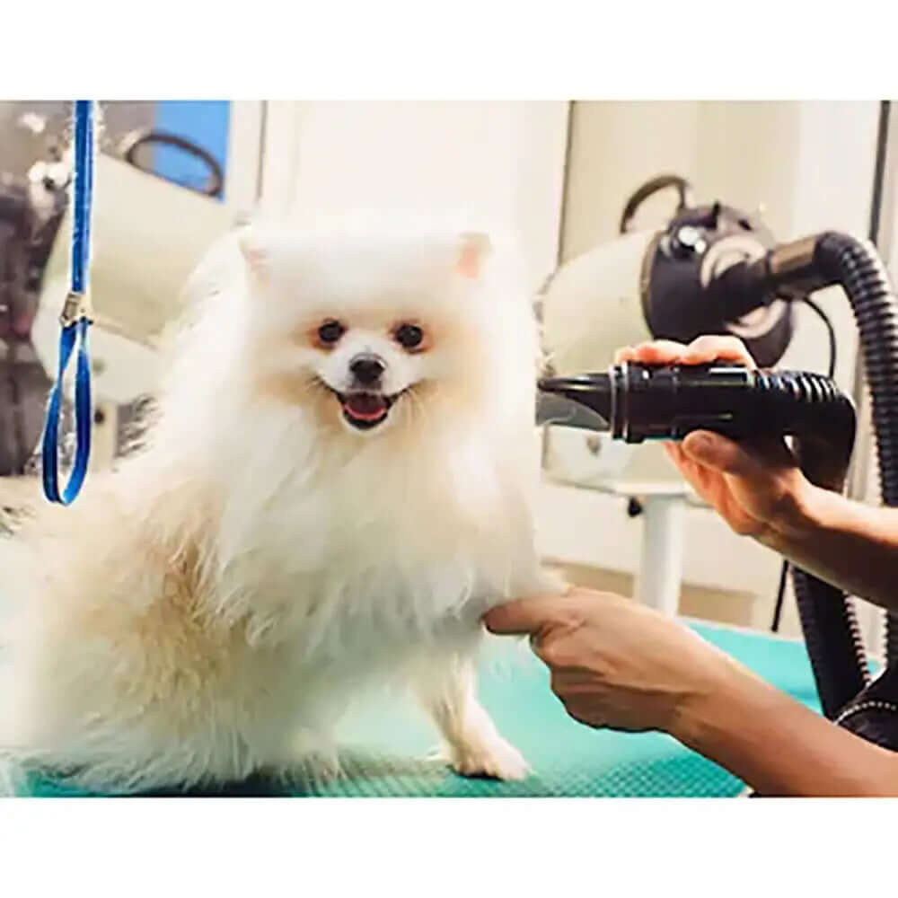 Accessoires-pour-animal-de-compagnie-Chat-et-chien XLL-Gadgets