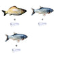 Poisson électrique interactif sans herbe à chat Les Visionnaires
