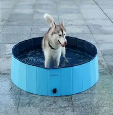 Piscine Pliable pour Chiens Les Visionnaires