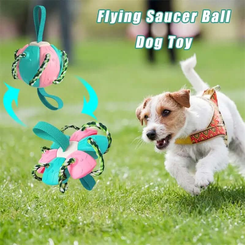Ballon de Football pour Chien, jouet animaux de compagnies Les Visionnaires